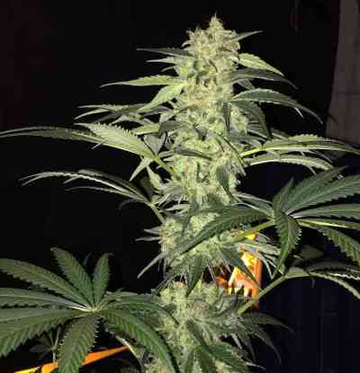 S.A.G.E. CBD > TH Seeds | Feminisierte Hanfsamen  |  Hybrid